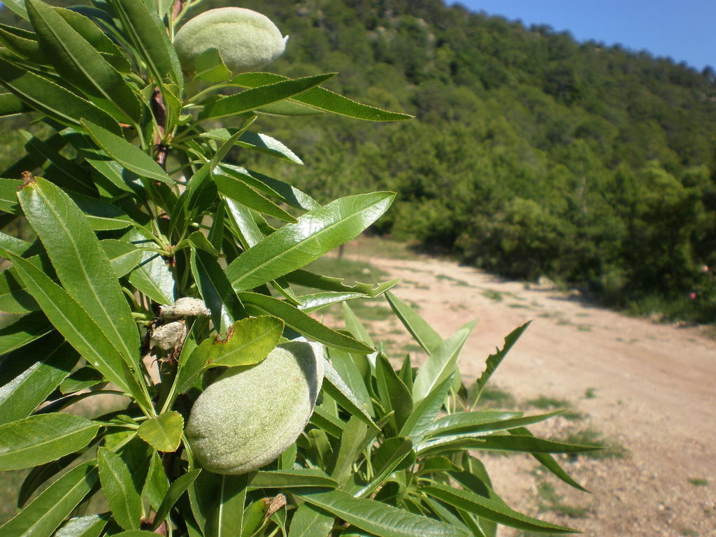 Mas Del Salin Villa Cornudella de Montsant Dış mekan fotoğraf